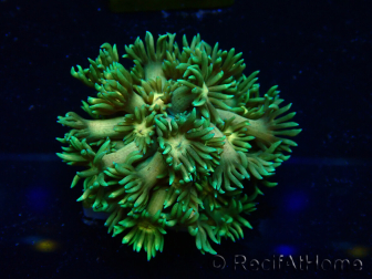 WYSIWYG Goniopora9F2