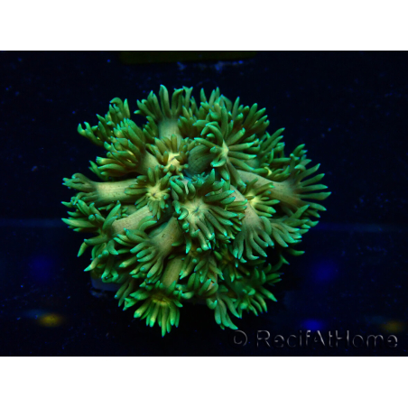 WYSIWYG Goniopora9F2