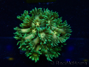 WYSIWYG Goniopora9F2