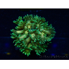 WYSIWYG Goniopora9F2