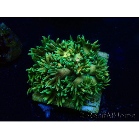 WYSIWYG Goniopora 9F3