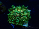 WYSIWYG Goniopora 9F3
