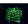WYSIWYG Goniopora 9F3
