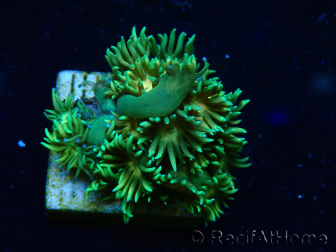 WYSIWYG Goniopora 9F4