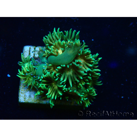 WYSIWYG Goniopora 9F4