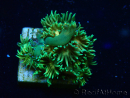 WYSIWYG Goniopora 9F4