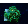 WYSIWYG Goniopora 9F4