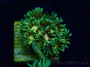 WYSIWYG Goniopora 9F5