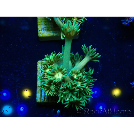 WYSIWYG Goniopora 9F6