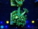 WYSIWYG Goniopora 9F6