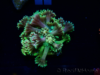 WYSIWYG Goniopora 9D1
