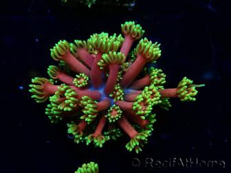 WYSIWYG Goniopora 9O3