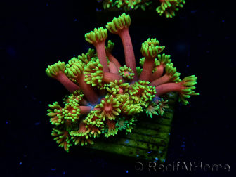 WYSIWYG Goniopora 9D4