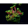 WYSIWYG Goniopora 9D4