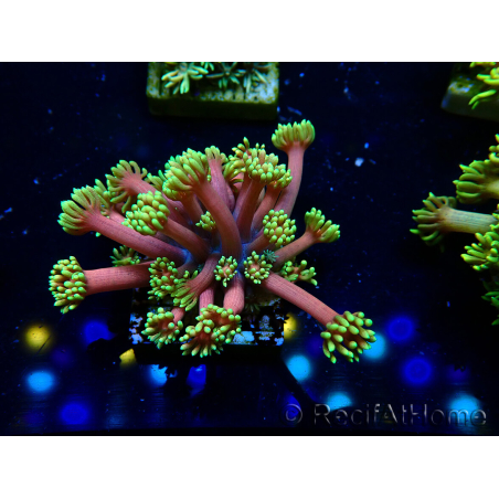 WYSIWYG Goniopora 9D6