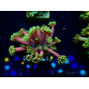 WYSIWYG Goniopora 9D6