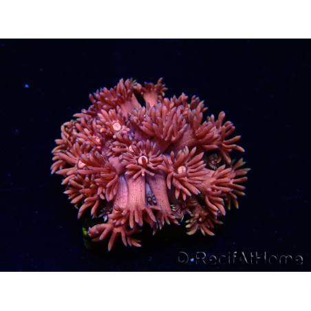 WYSIWYG Goniopora 9P