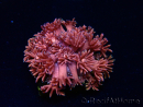 WYSIWYG Goniopora 9P