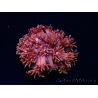WYSIWYG Goniopora 9P