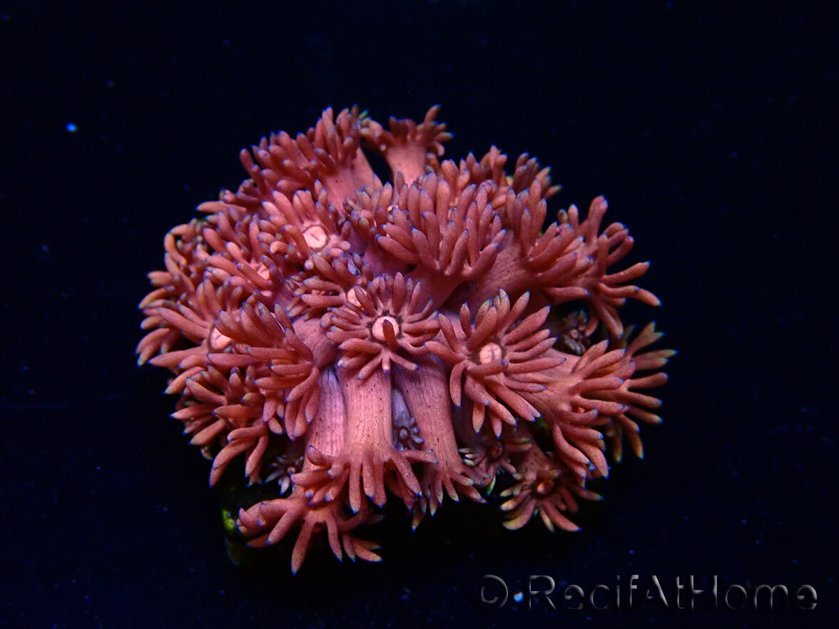 Ultra Magenta Goniopora | WYSIWYG main image 0