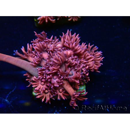 WYSIWYG Goniopora 9P