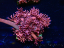 WYSIWYG Goniopora 9P