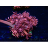 WYSIWYG Goniopora 9P