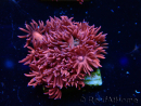 WYSIWYG Goniopora 9P
