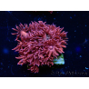 WYSIWYG Goniopora 9P
