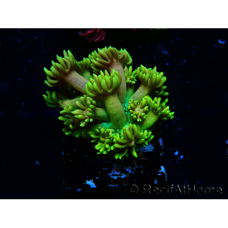 WYSIWYG Goniopora 9P4