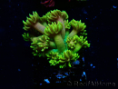 WYSIWYG Goniopora 9P