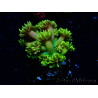 WYSIWYG Goniopora 9P
