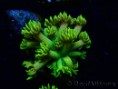 WYSIWYG Goniopora 9P5