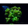 WYSIWYG Goniopora 9P