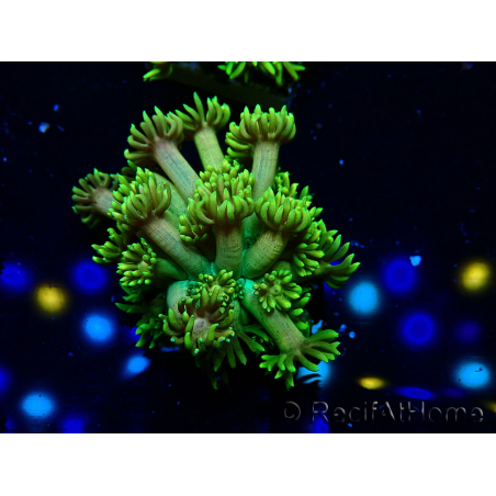 WYSIWYG Goniopora 9P