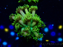 WYSIWYG Goniopora 9P