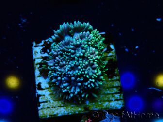 WYSIWYG Goniopora 9Q6