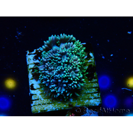 WYSIWYG Goniopora 9Q