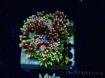 WYSIWYG Goniopora 9R1