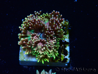 WYSIWYG Goniopora 9R