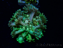 WYSIWYG Goniopora 9R