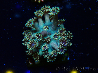 WYSIWYG Goniopora 9R