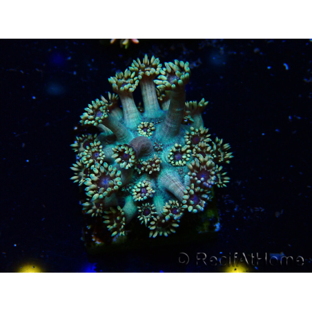 WYSIWYG Goniopora 9R4
