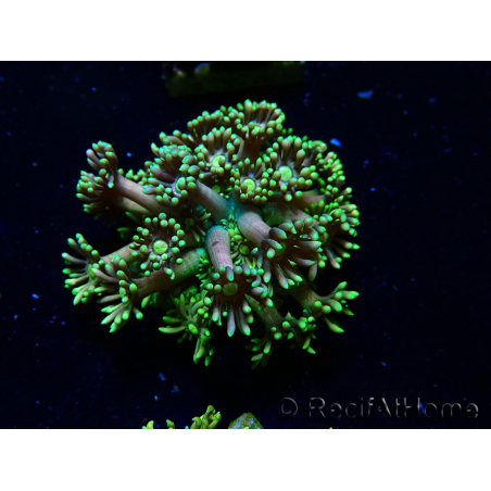 WYSIWYG Goniopora 9R
