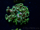 WYSIWYG Goniopora 9R