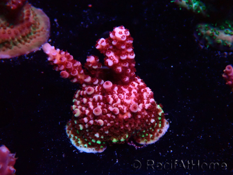 WYSIWYG MH Acropora Red Robin 5A9