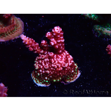 WYSIWYG MH Acropora Red Robin 5R4