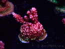 WYSIWYG MH Acropora Red Robin 5R4