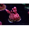 WYSIWYG MH Acropora Red Robin 5A9