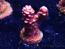 WYSIWYG MH Acropora Red Robin 5A10